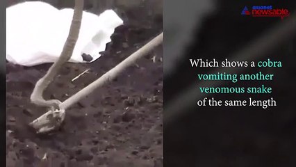 Video of Cobra vomiting another venomous snake has gone viral