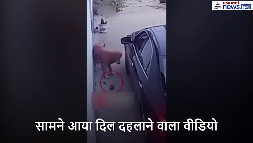 काले शीशे वाली कार से किसी ने फेंका खाना, खाते ही कुत्ते के मुंह से निकलने लगा झाग