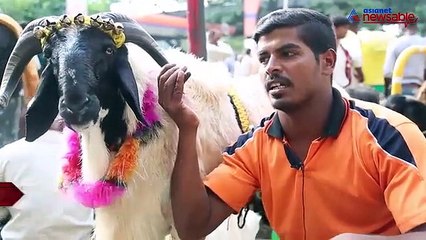 Bakrid's big fat lie: That SRK bought our sheep