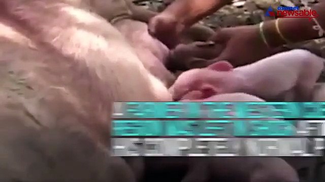 People puzzled at this one eyed piglet that has the face of a chimpanzee