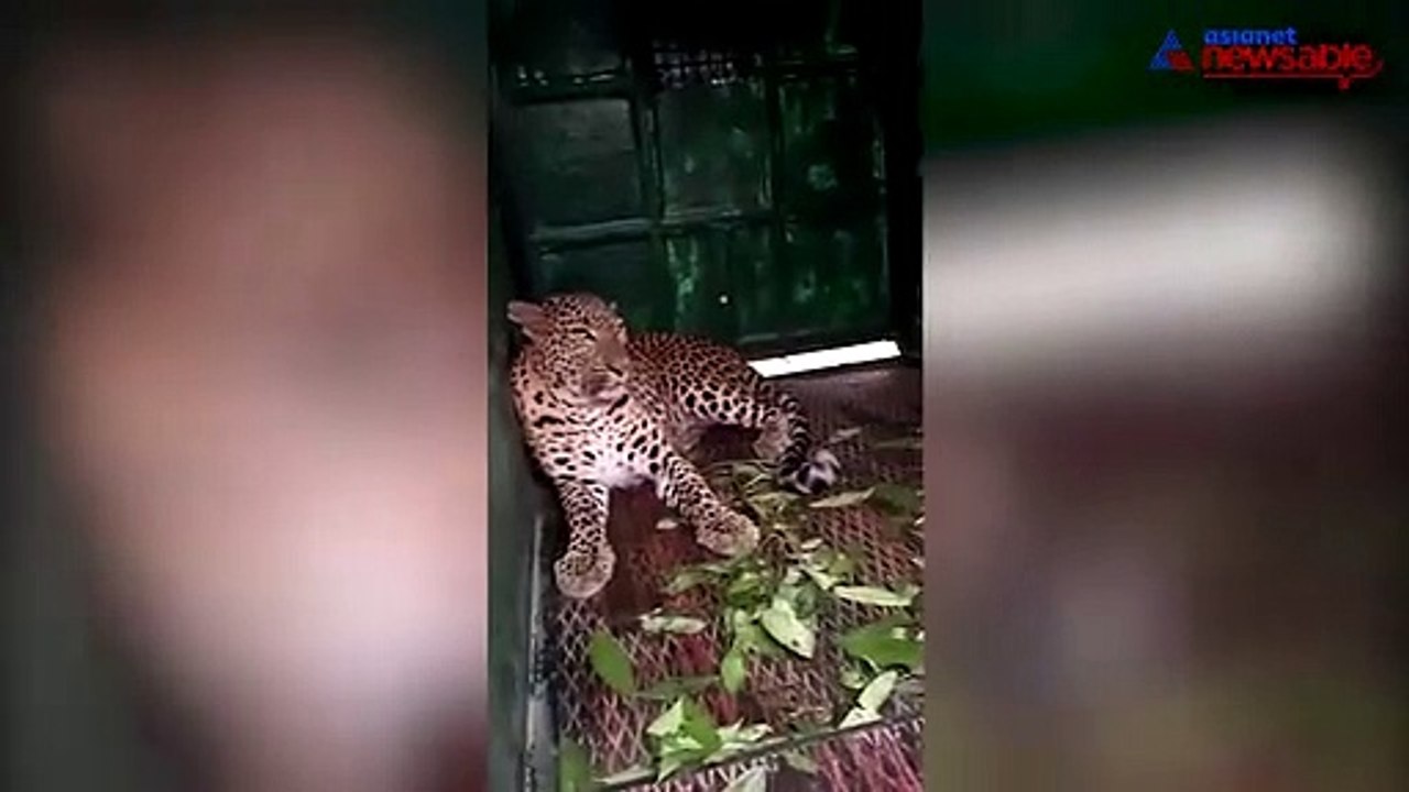 Leopard