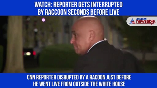 Reporter gets disrupted by raccoon just before live; Video goes viral