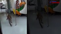 Looks like metro is not only for humans, but for monkeys too
