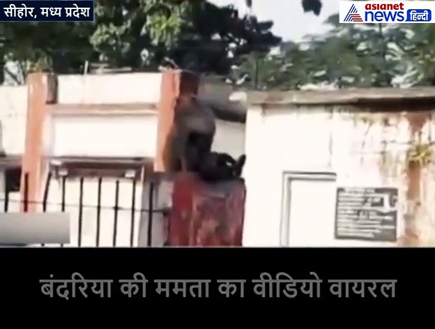 जख्मी बच्चे का इलाज कराने सीने से लगाकर अस्पताल पहुंची बंदरिया, हर किसी कीआंखें हुईं नम