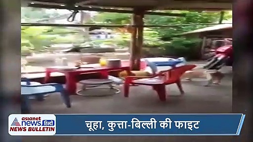 वायरल खबरें: लेडी गागा ने पोस्ट किया संस्कृत में श्लोक, चूहे ने कुत्ते-बिल्ली के छुड़ाए छक्के