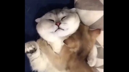  Funniest  Dogs and  Cats - Awesome Funny Pet Animals Videos 