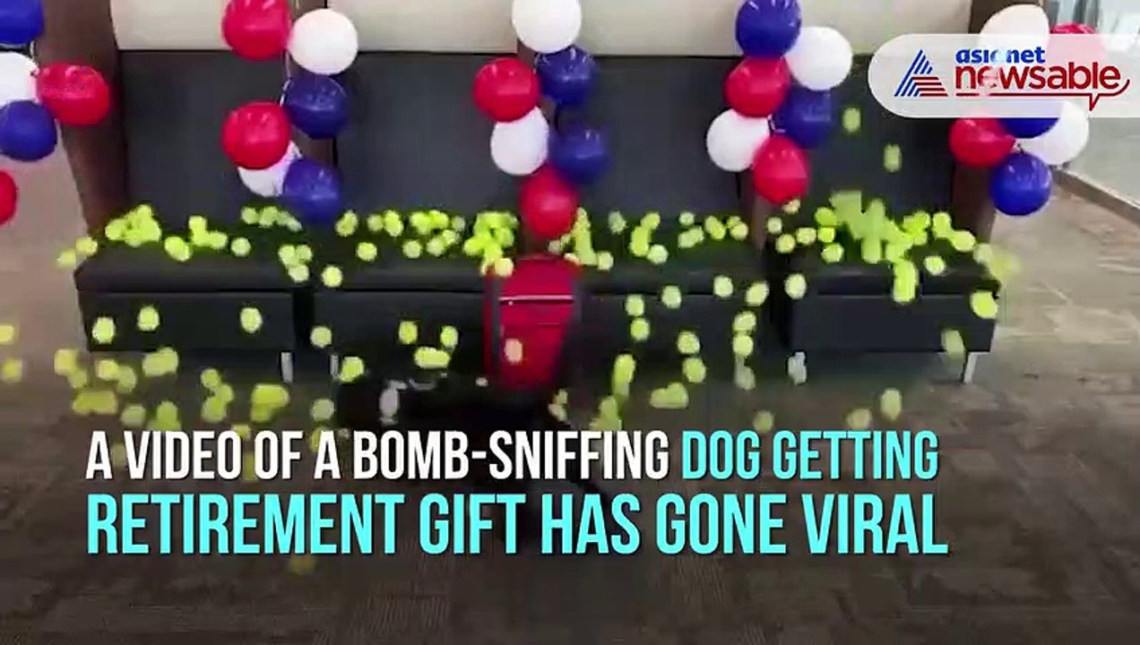 Bomb-sniffing dog