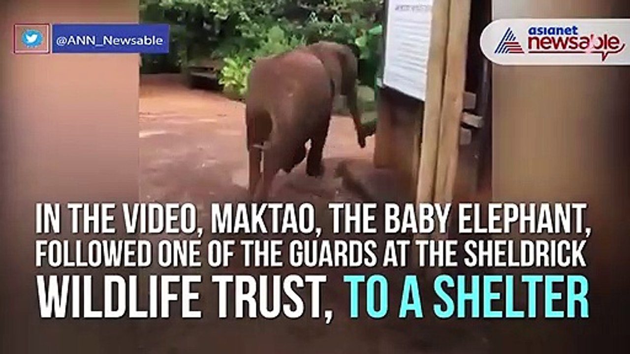 Elephant Calf New