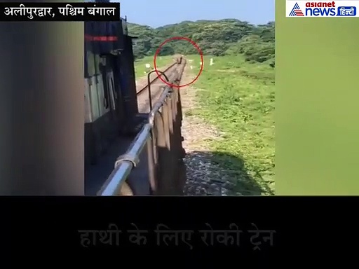 धड़धड़ाते हुए जा रही थी ट्रेन, अचानक पटरी पर आते दिखा हाथी, फिर देखें क्या हुआ..