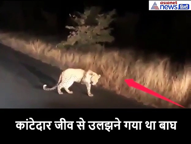 तेंदुए और सेही में हुआ खूनी संघर्ष, तेंदुए को मिल गई जीवन भर की सीख