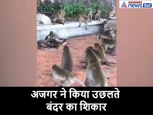 अपने साथी को मरता देख तड़प रहे थे बंदर, कर दिया अजगर पर ही हमला