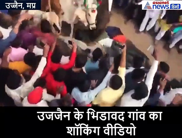 जमीन पर लेटे थे युवक, ऊपर से रौंदते हुए निकल गईं सैकड़ों गायें-हर कोई बनाता रहा VIDEO