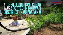 15 feet cobra found in a residence of Karwar