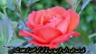 y2mate.com - Surat Al Rahman Telawat Qari Abdul Basit with Urdu Translation_480p