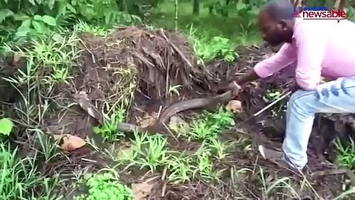 12-foot long King Cobra captured in Chikmagalur