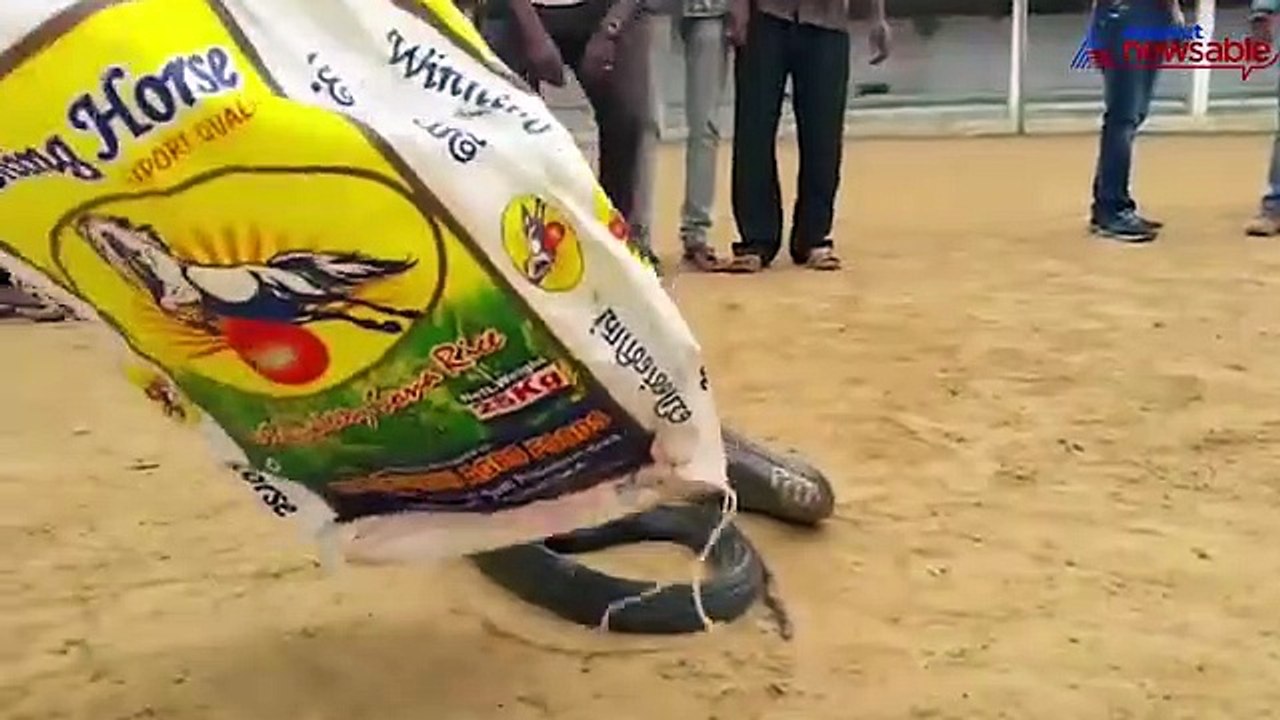 King Cobra