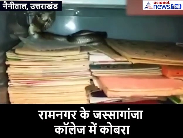 किताबों में घुसकर बैठा था किंग कोबरा, लोगों को देखते ही गुस्से में फन फैलाकर हो गया खड़ा