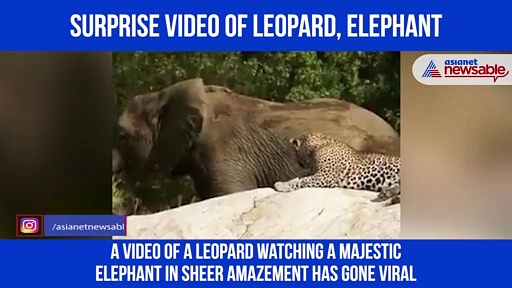 Watch: Why is leopard looking at elephant?