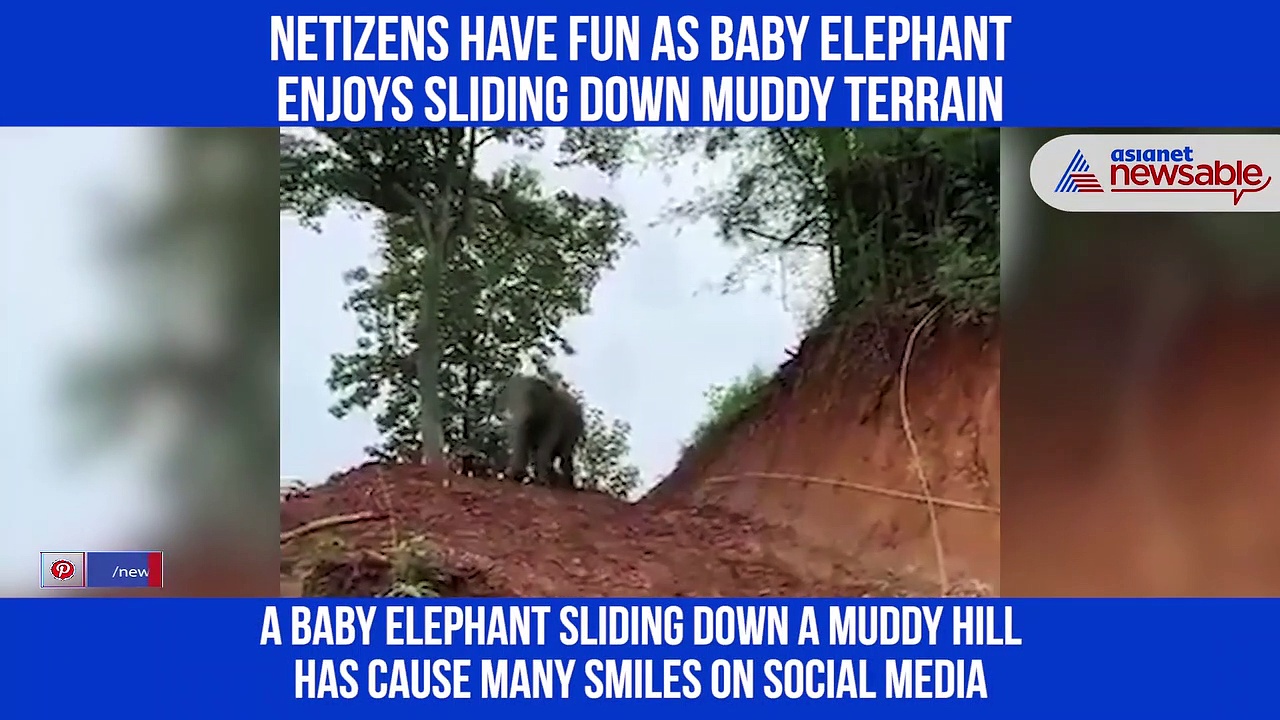 Baby elephant slides down muddy hill in video of adorable act