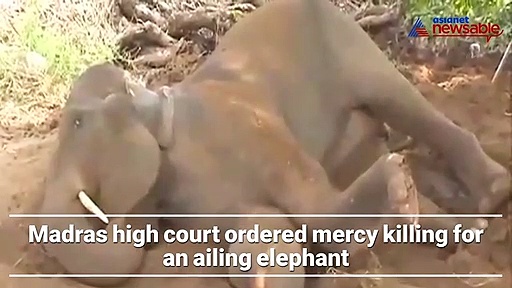 Watch: Green signal for Euthanasia, by Madras HC for an ailing Salem temple elephant