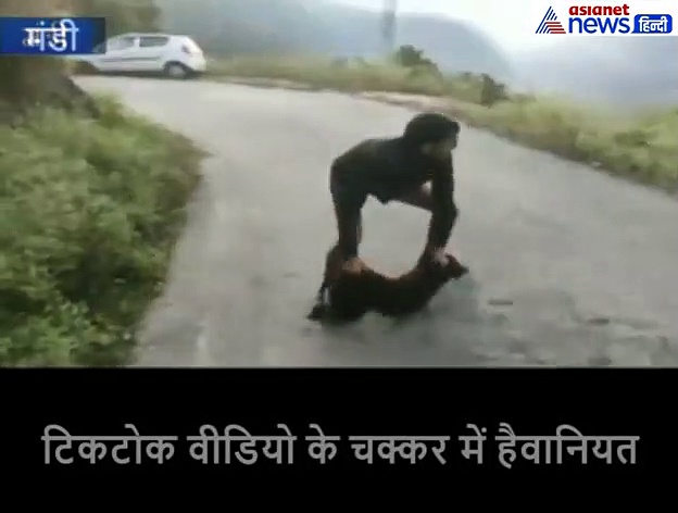 पहले कान पकड़कर उठाया कुत्ते को, फिर कई फीट ऊपर उछाल दिया हवा में