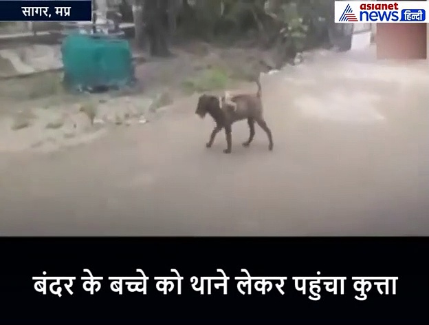 मां से बिछुड़ा बंदर का बच्चा, कुत्ते ने पीठ पर बैठाया और जा पहुंचा पुलिस थाने