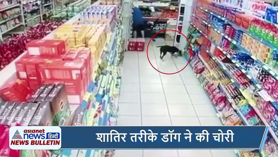 5 वायरल खबरें: दो सांपों की लड़ाई के बीच आई मधुमक्खी, इरिटेट हुए तैमूर  और शातिर तरीके डॉग ने की चोरी