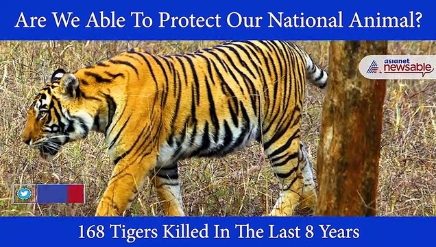 Is Tiger The National Animal Of India Protected - video Dailymotion