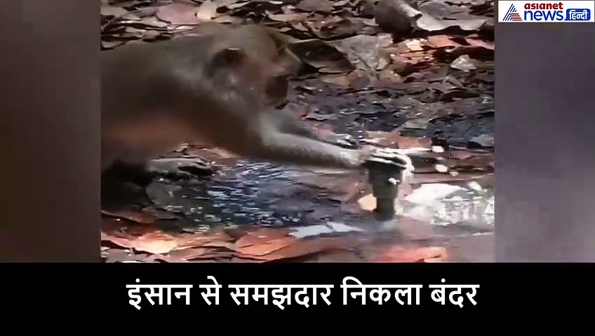 पानी की बर्बादी नहीं देख पाया बंदर, जुगाड़ देख हैरान रह गए लोग