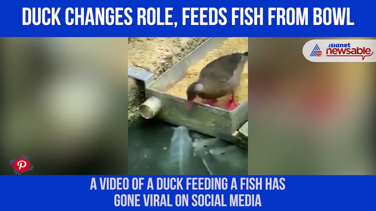 Watch: Duck feeds fish from bowl; video goes viral