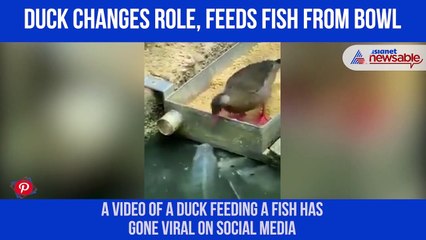Duck Feeds Fish