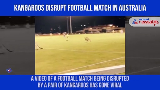Watch: Kangaroos disrupt football match; netizens get a kick out of viral video