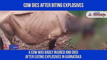 Cow dies