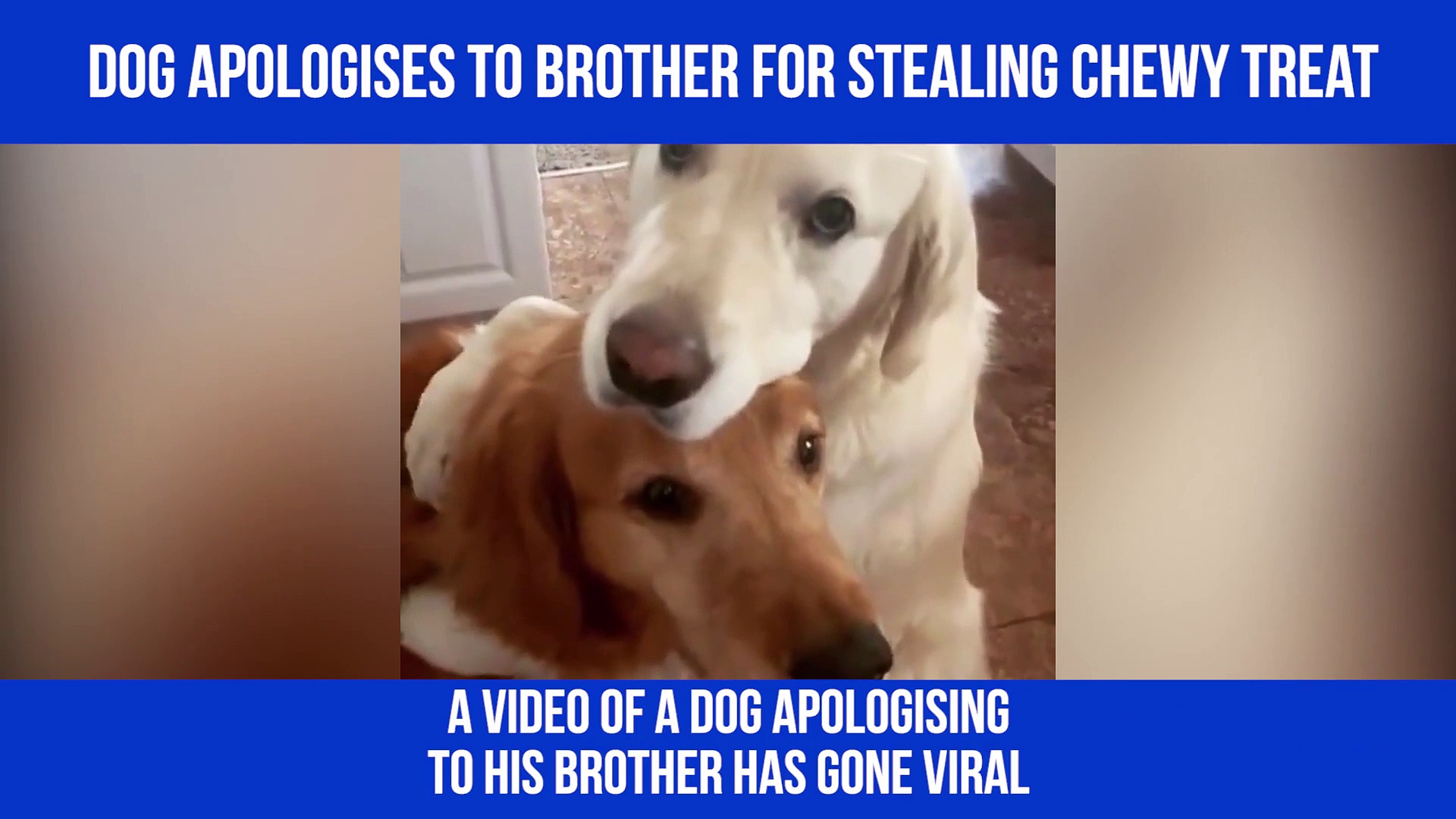 Dog apologises to brother after stealing his food; act caught on video