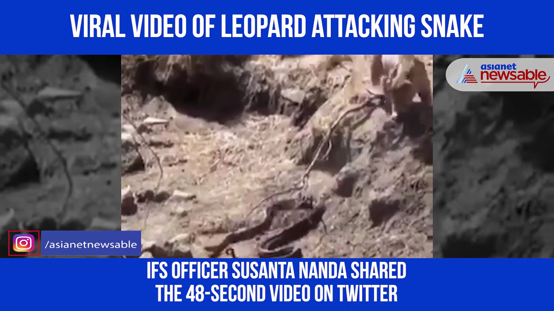 As leopard attacks snake, watch what happened next
