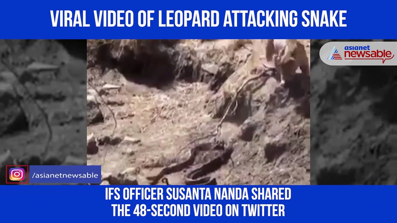 Leopard Attacking Snake