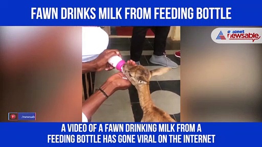 Viral video: Hungry fawn drinks milk from feeding bottle