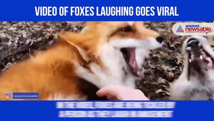 foxes laughing