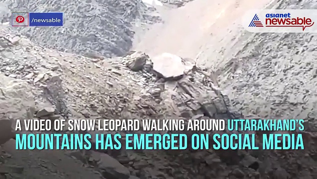Snow Leopard