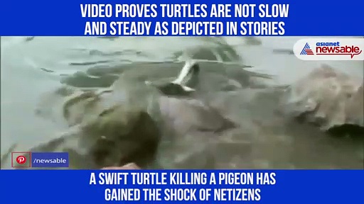 Turtle kills pigeon, drags it along in water; video goes viral