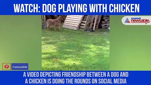 Chicken tries to scare dog, ends up playing hilarious game