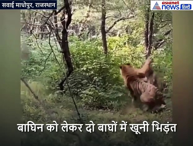 रणथंभौर नेशनल पार्क में बाघिन को लेकर दो बाघों में खूनी संघर्ष, वीडियो वायरल