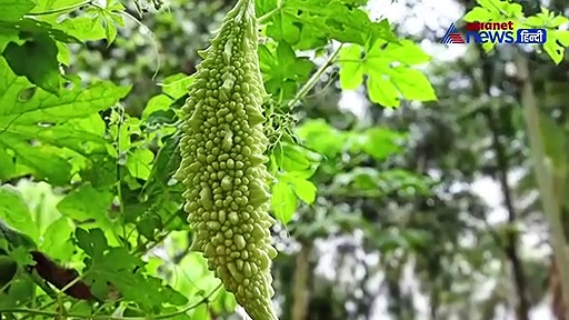 कड़वे करेले के हैं कई फायदे, तेल में फ्राई करने के बाद भी होता ही इतना फायदेमंद