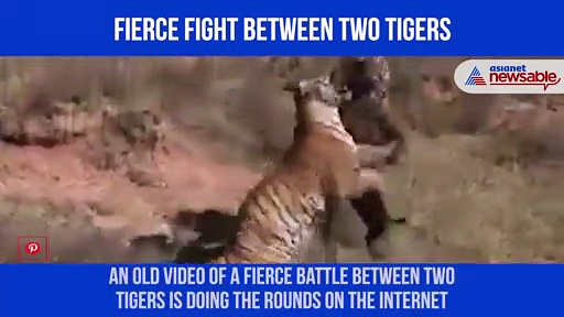 Video of fierce battle between two tigers in South Africa goes viral