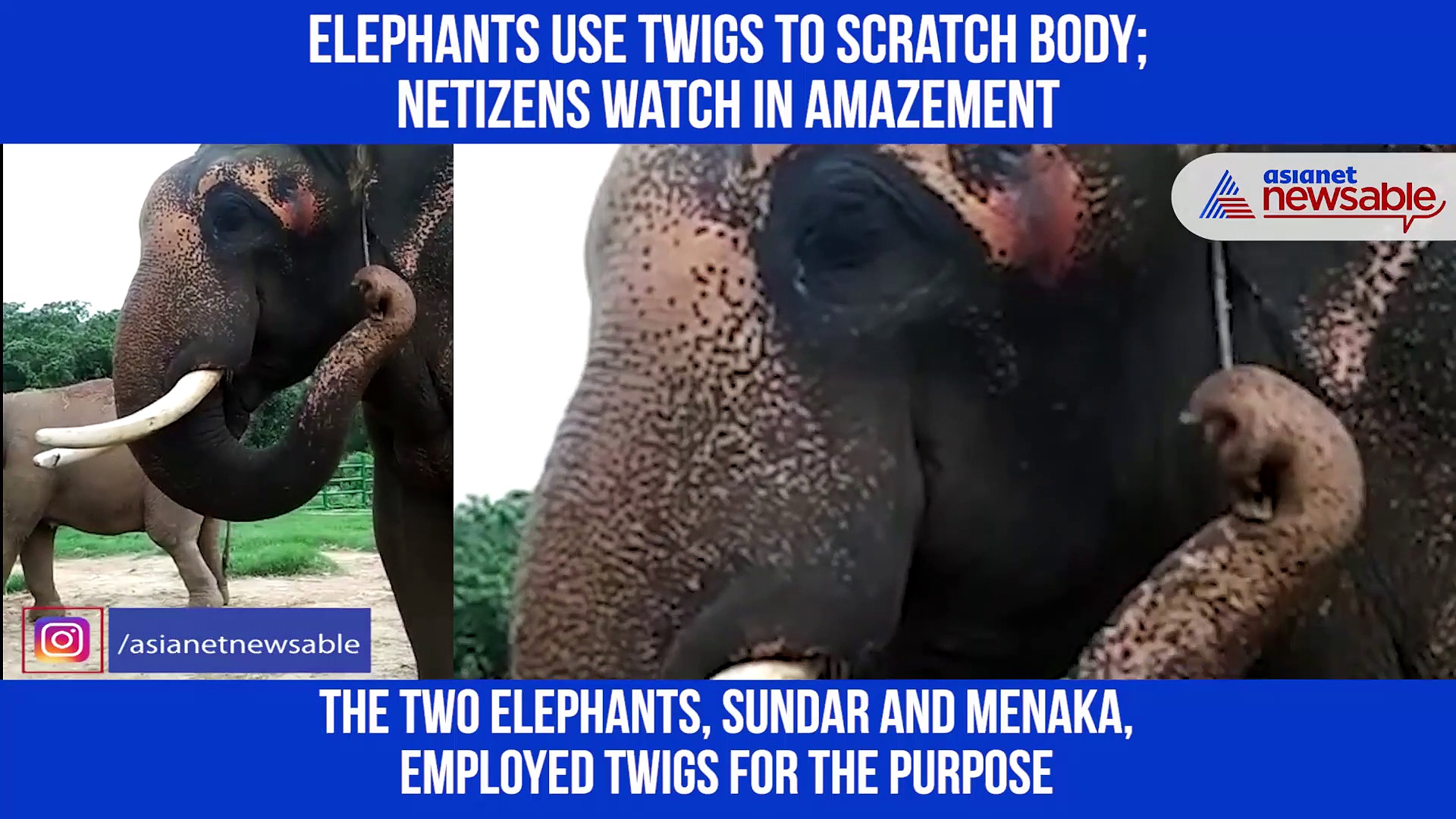 Karnataka: Elephants using twigs to scratch body tickles, amazes netizens; video goes viral