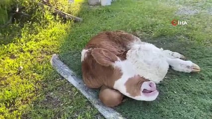 Gözleri olmayan ve kafatası oluşmamış buzağı, veterineri şoke etti