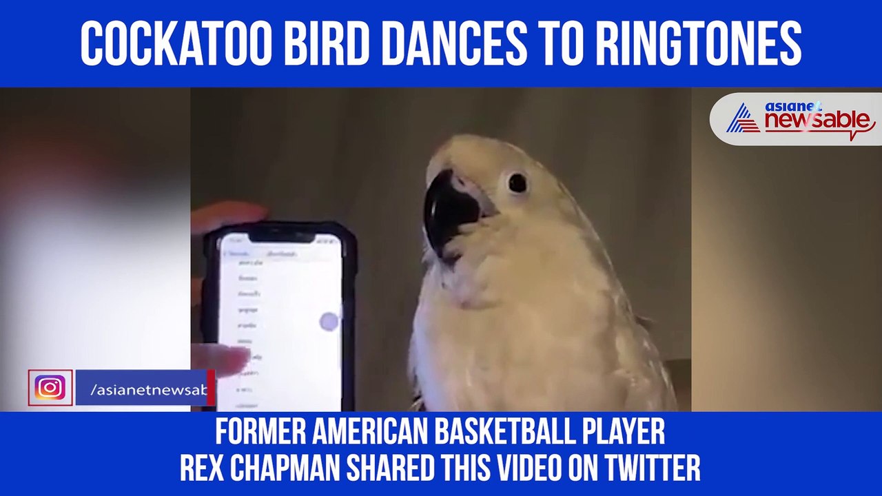 Dancing Bird
