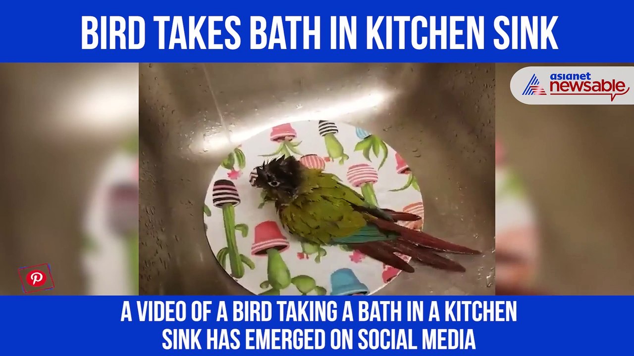 Bird Takes bath