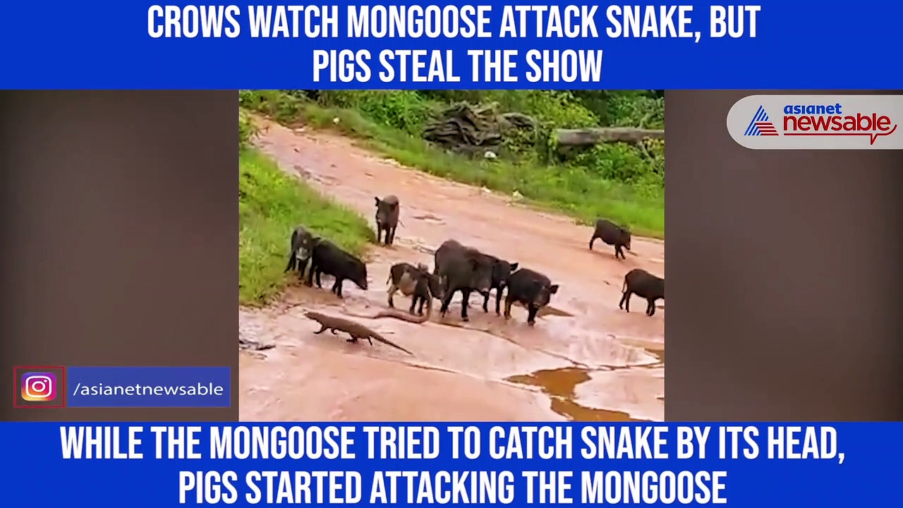 Pigs chase mongoose and crows to save cobra