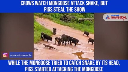 Pigs chase mongoose and crows to save cobra